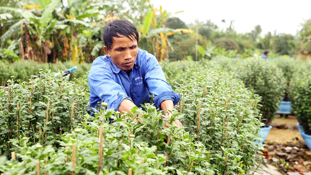 Người làm vườn chăm sóc hoa tết với kỳ vọng được mùa, giá cao