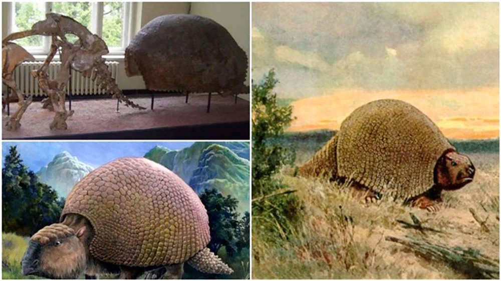 Phát hiện hóa thạch loài Glyptodon 600.000 năm 