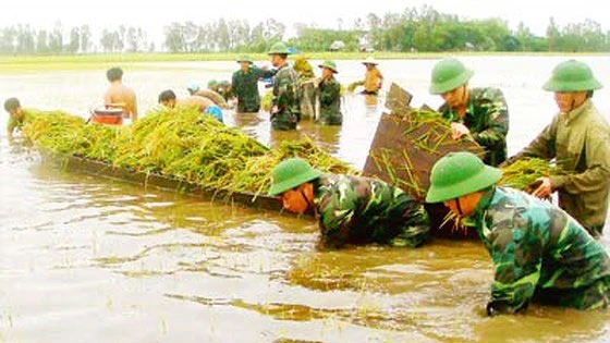 Bộ đội giúp dân gặt lúa chạy lũ. Ảnh: THÁI BẰNG