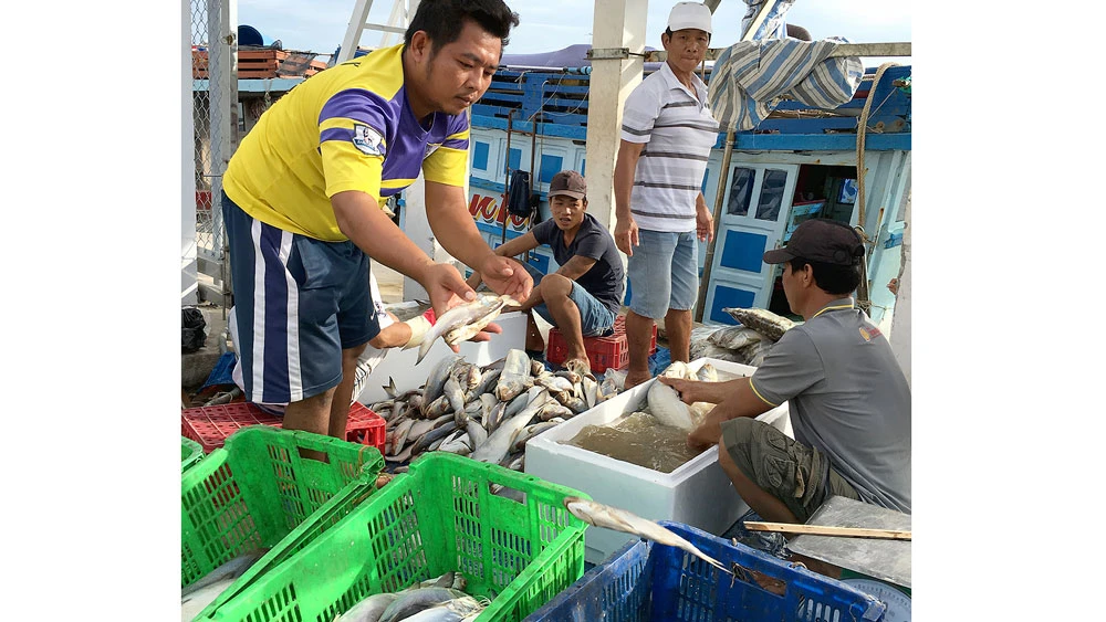 Một vựa thu mua cá ở Bạc Liêu. Ảnh: CAO THĂNG