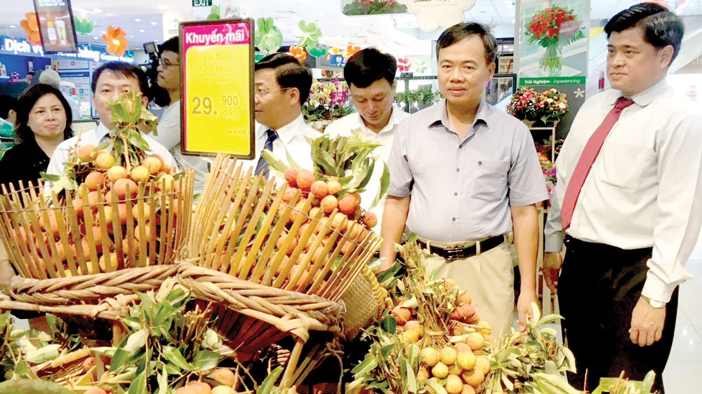 Những chùm vải căng tròn, mọng nước được bày bán tại các siêu thị ở TPHCM. Ảnh: QUÝ NGỌC