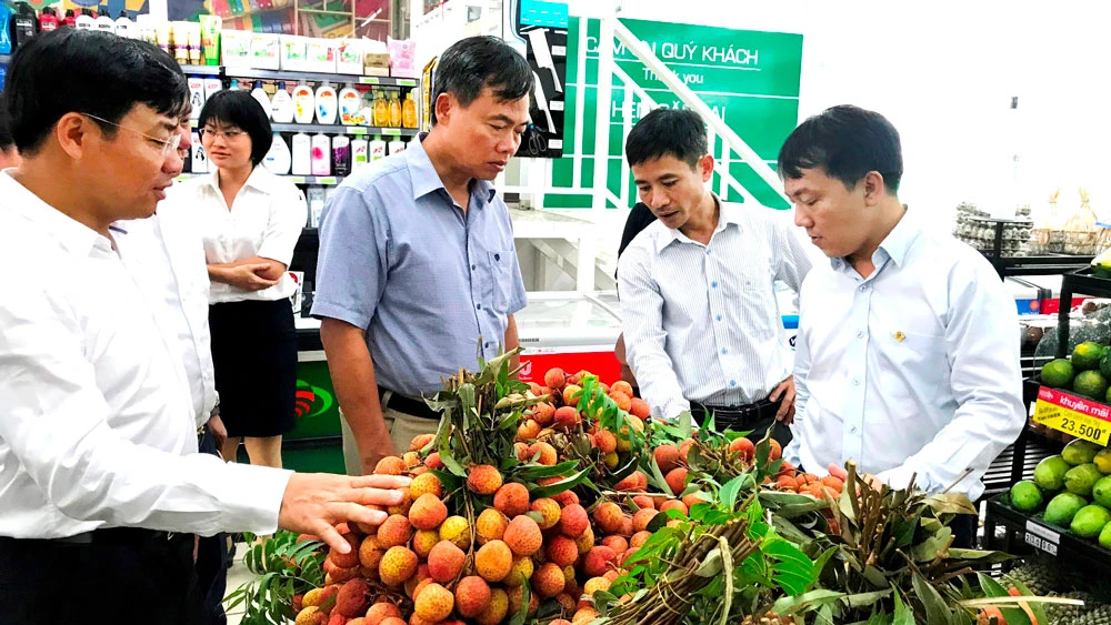 Saigon Co.op tiêu thụ vải thiều Lục Ngạn (Bắc Giang)