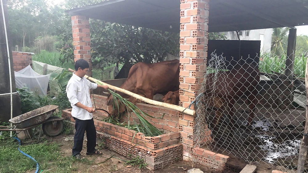 Ông Trần Chế Linh chăm sóc bò