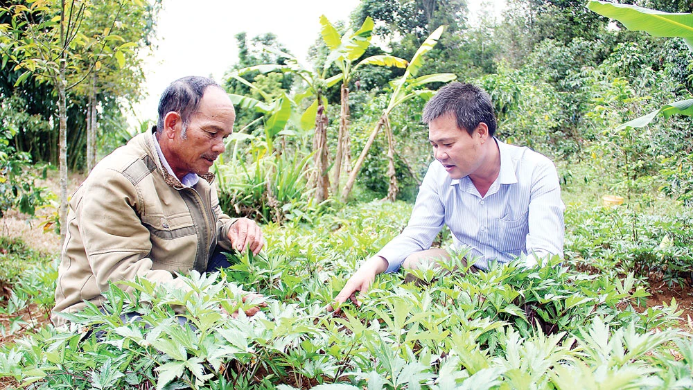 Lãnh đạo xã Măng Cành (bên phải) hướng dẫn hộ ông A Nuông chăm sóc vườn sâm đương quy