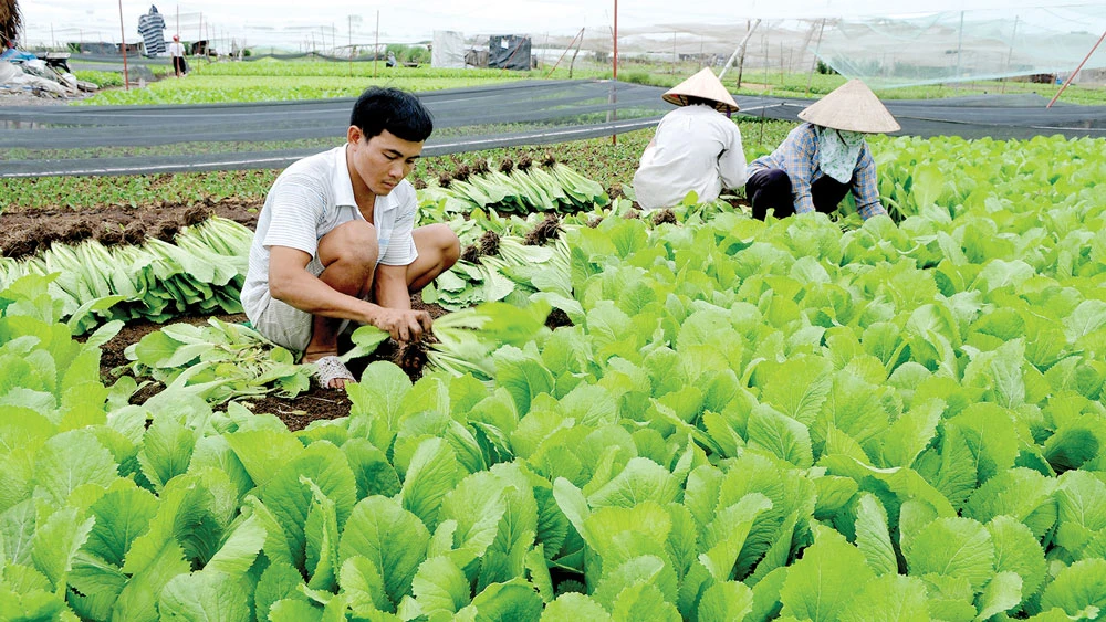 Nông dân TPHCM đang thích nghi với biến đổi khí hậu để tăng gia sản xuất. Ảnh: THÀNH TRÍ