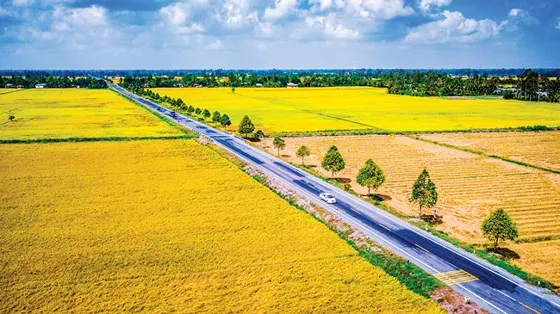 Con đường lúa gạo miệt Ngàn ảnh 1 Con đường lúa gạo miệt Ngàn ảnh 1
