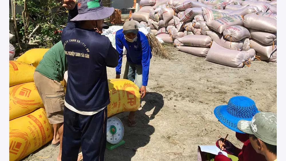 Giá lúa thơm tại huyện Tân Hiệp (Kiên Giang) ngày 6-3 chỉ còn 4.700 đồng/kg. Ảnh: CAO PHONG
