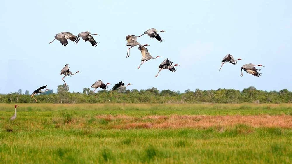 Đàn sếu đầu đỏ bắt đầu về đồng cỏ bàng Phú Mỹ (Kiên Giang) sinh sống. Ảnh: TRUNG HƯNG