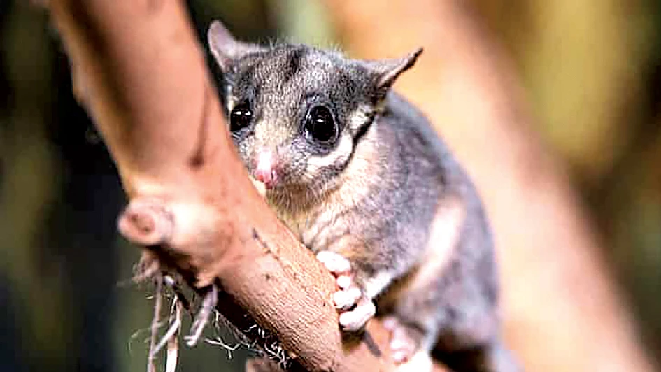 Một trong những loài thú có túi đang bị đe dọa tuyệt chủng ở Australia