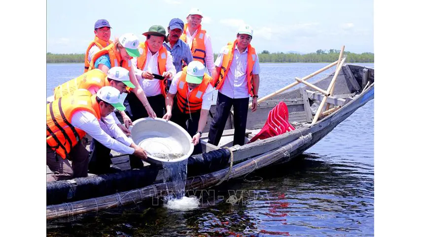 Thả cá, tôm, cua... để tái tạo nguồn lợi thủy sản, tăng tính đa dạng sinh học vùng đầm phá. Ảnh minh họa: TTXVN