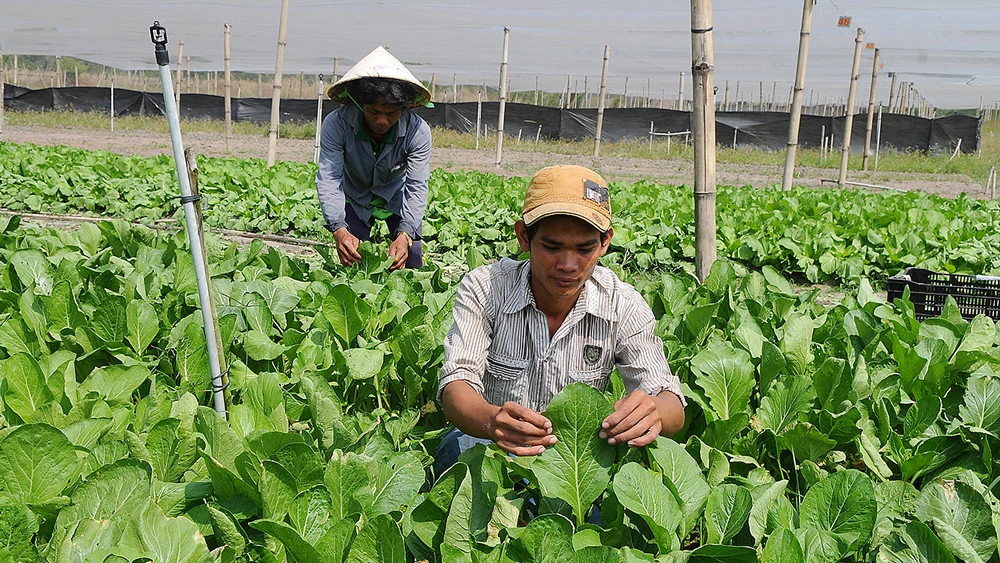 Rau VietGAP trồng tại huyện Củ Chi, TPHCM. Ảnh: CAO THĂNG