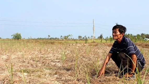 Một cánh đồng ở ĐBSCL bị xâm nhập mặn