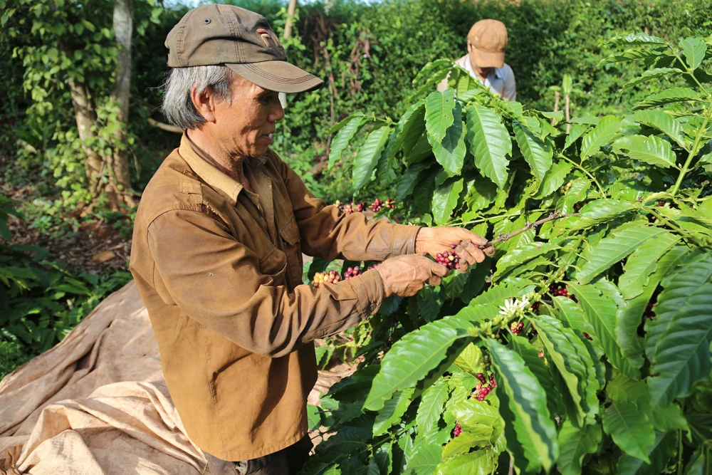 Nhiều nhà vườn tại TP Buôn Ma Thuột (Đắk Lắk) có năng suất cà phê giảm khoảng 30%. Ảnh: ĐÔNG NGUYÊN