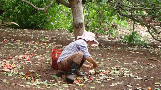 Nông dân Bình Phước thu hoạch điều chín rụng