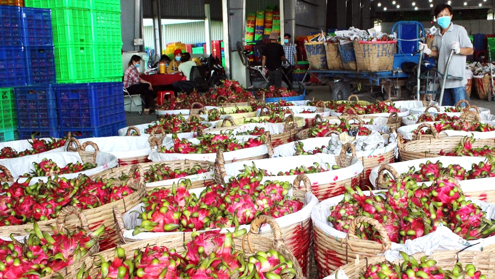 Nhiều điểm thu mua thanh long (xã Hòa Phú, huyện Châu Thành, tỉnh Long An) hoạt động trở lại sau khi được chính quyền hỗ trợ. Ảnh: NGỌC PHÚC