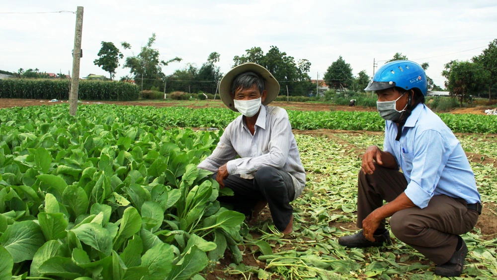 Người dân vựa rau xã Nghĩa Dũng (TP Quảng Ngãi) nỗ lực duy trì canh tác. Ảnh: NGUYỄN TRANG