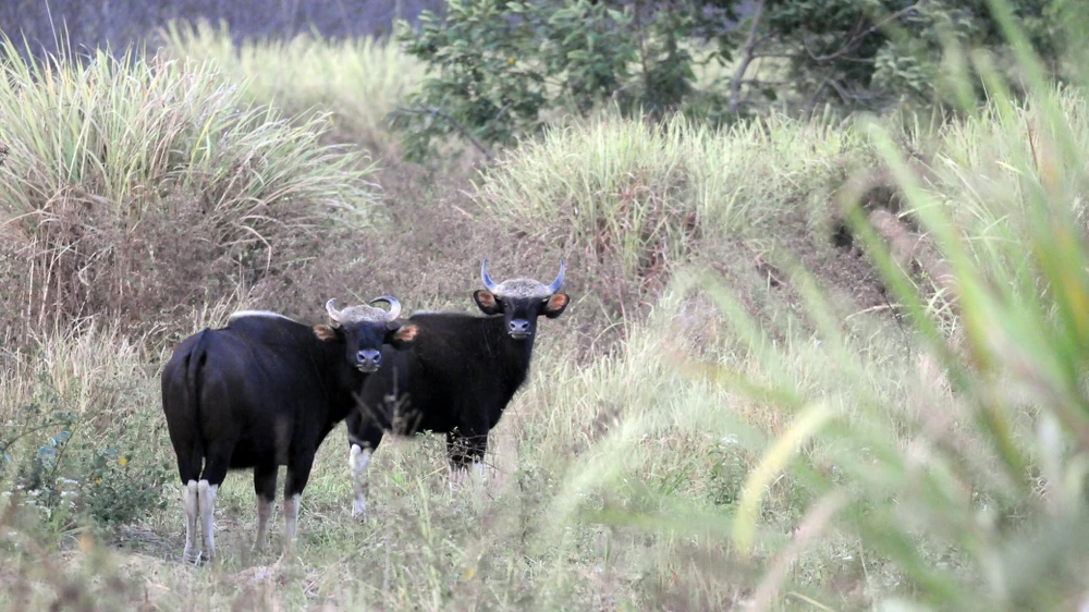 Bò tót trong Khu Bảo tồn Thiên nhiên - Văn hóa Đồng Nai