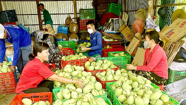 Nông dân miền Tây rôm rả đón tết