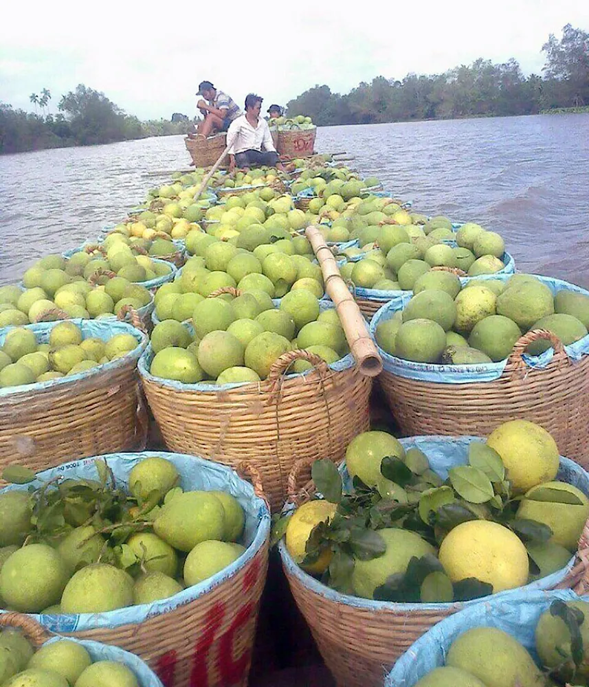 Bưởi Năm Roi Mỹ Hòa - Vĩnh Long trên đường ra chợ. Ảnh: QUỐC AN Bưởi Năm Roi Mỹ Hòa - Vĩnh Long trên đường ra chợ. Ảnh: QUỐC AN