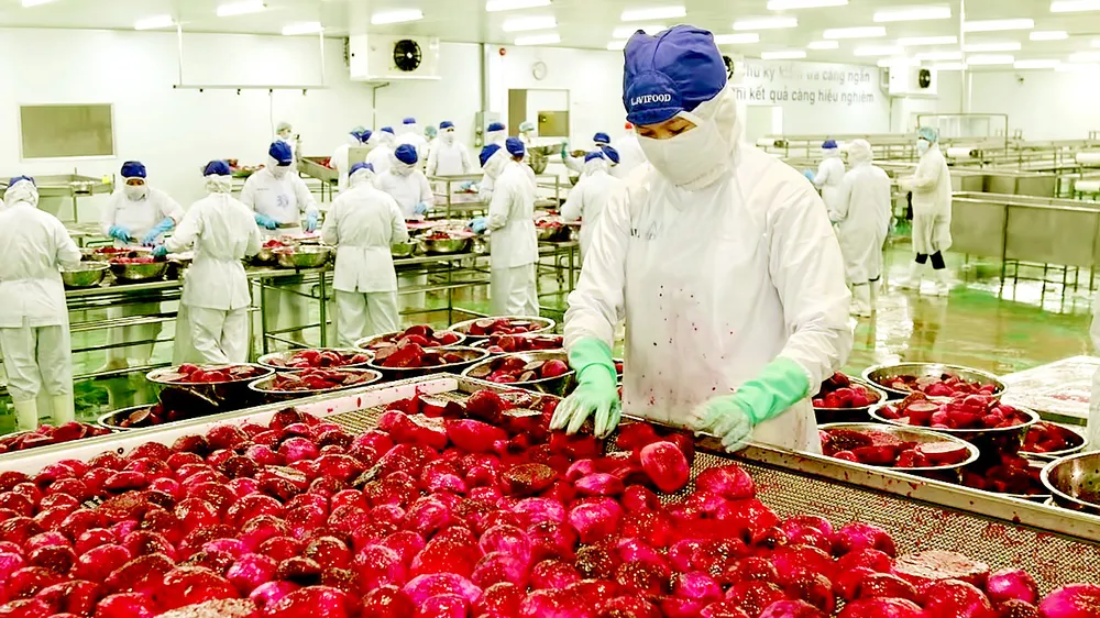 Chế biến thanh long xuất khẩu ở tỉnh Long An. Ảnh: NGỌC PHÚC Chế biến thanh long xuất khẩu ở tỉnh Long An. Ảnh: NGỌC PHÚC