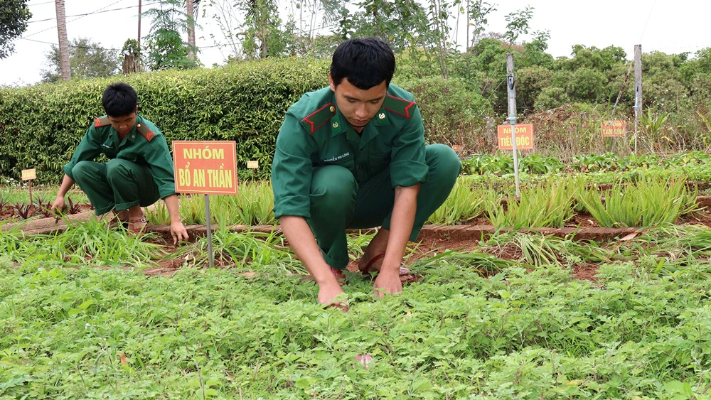 Hàng ngày, cán bộ, chiến sĩ tại Đồn Biên phòng IaO dành thời gian chăm sóc vườn thuốc