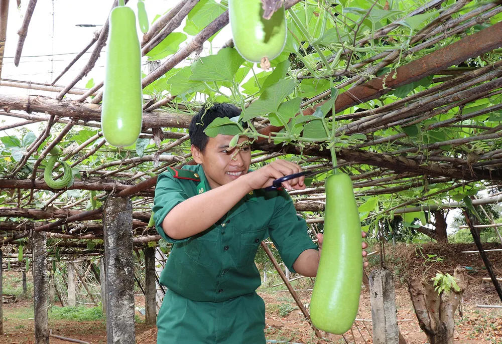 Giàn bầu đến mùa thu hoạch giúp bữa ăn của cán bộ, chiến sĩ tại đồn thêm đa dạng Giàn bầu đến mùa thu hoạch giúp bữa ăn của cán bộ, chiến sĩ tại đồn thêm đa dạng