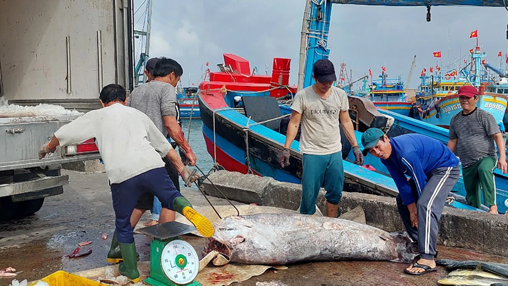 Ngư dân tỉnh Bình Định trở về sau vụ đánh bắt xuyên tết. Ảnh: NGỌC OAI