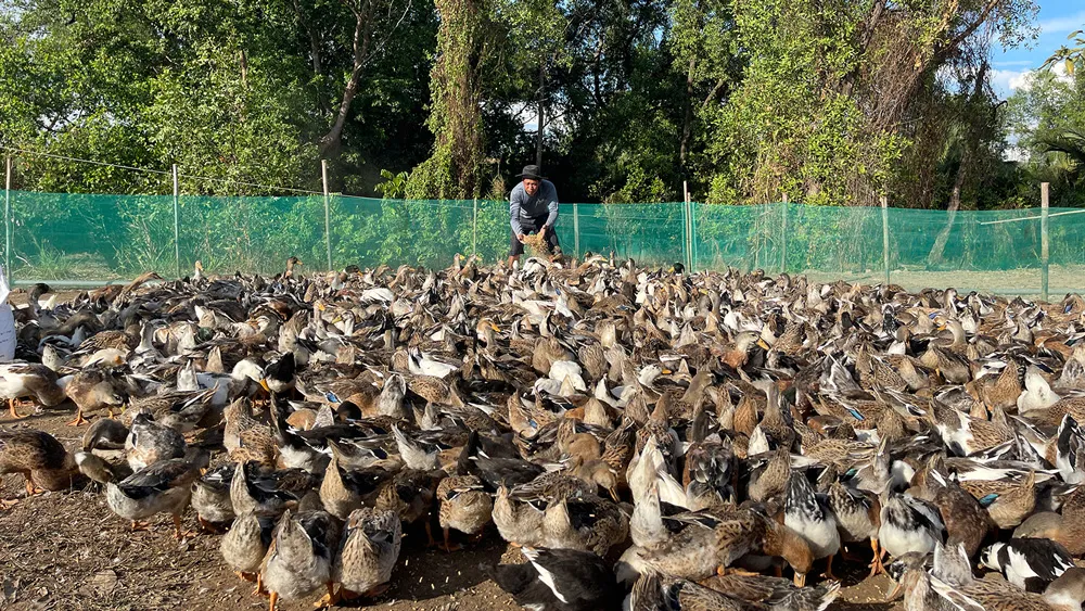 Trang trại Nhất Thống đang chăn nuôi gia cầm theo mô hình nhân đạo nhằm đáp ứng xu hướng thế giới