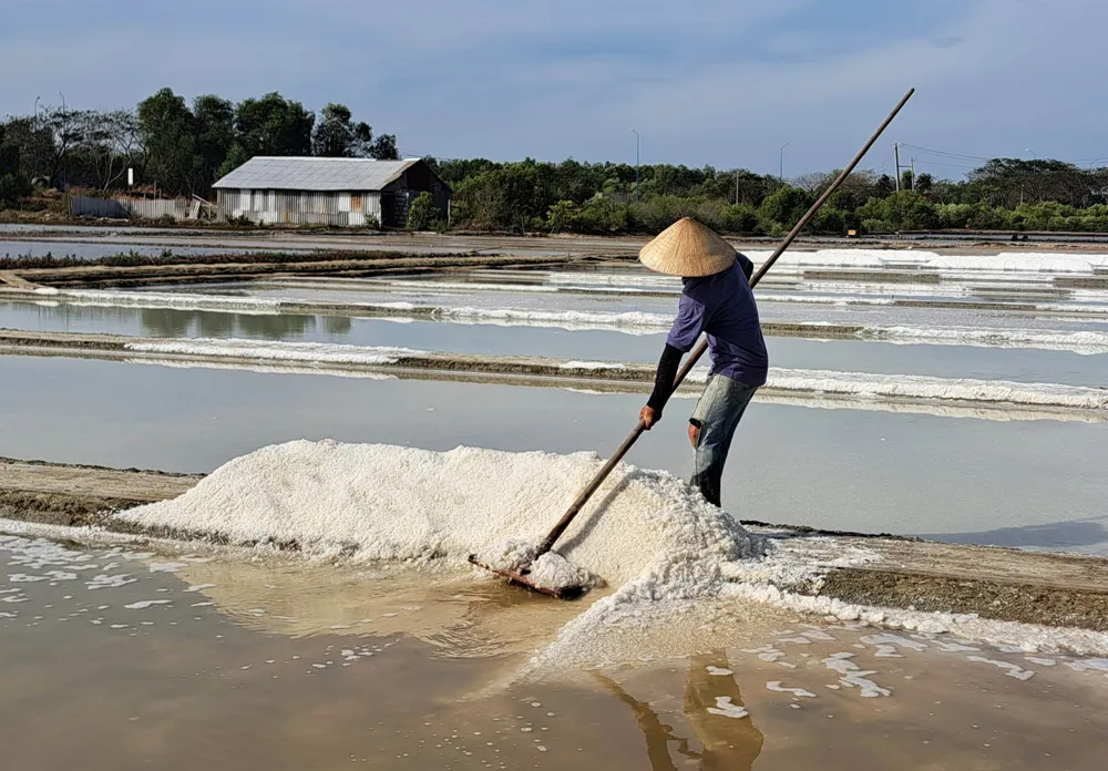 Cào muối vun thành đống