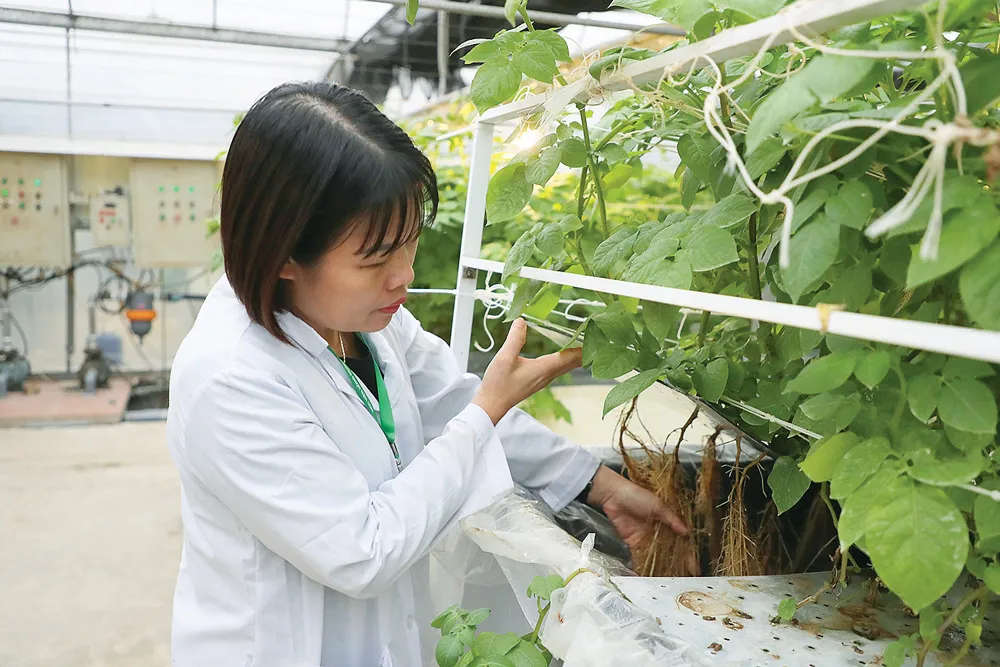 Các giống khoai tây được đưa ra trồng tại khu nhà màng khí canh của Viện Sinh học nông nghiệp Các giống khoai tây được đưa ra trồng tại khu nhà màng khí canh của Viện Sinh học nông nghiệp