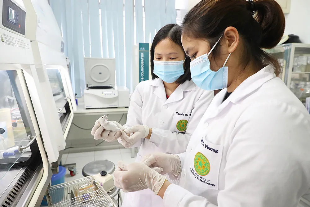 Thử nghiệm các loại vaccine, tế bào có khả năng kháng dịch bệnh trên chuột bạch. Ảnh: QUANG PHÚC