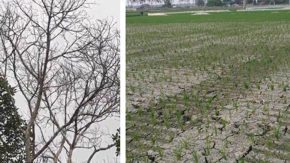 Nắng nóng làm cây chết khô ở Hòa Bình và đất lúa bị nứt tại Hải Dương. Ảnh: NGỌC QUÝ Nắng nóng làm cây chết khô ở Hòa Bình và đất lúa bị nứt tại Hải Dương. Ảnh: NGỌC QUÝ