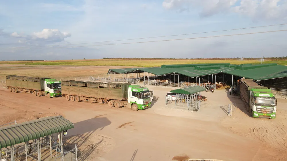 Vận chuyển gia súc từ Gia Lai (Việt Nam) đến các nông trường thuộc KLH Koun Mom (Campuchia)