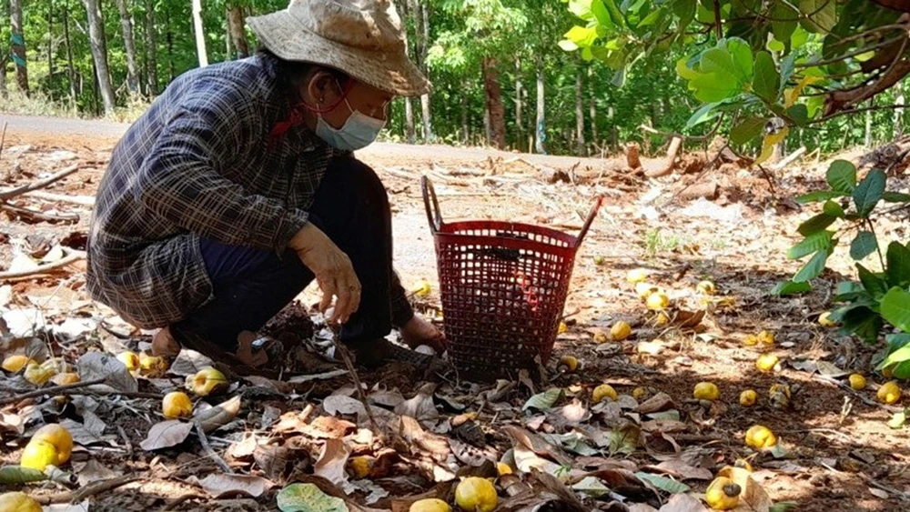 Nông dân ở Bình Phước thu hoạch điều. Ảnh: BÙI LIÊM