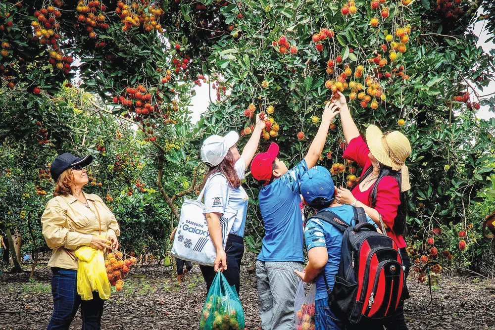 Du khách thưởng thức trái cây tại vườn. Ảnh: CLB nhiếp ảnh Long Khánh Du khách thưởng thức trái cây tại vườn. Ảnh: CLB nhiếp ảnh Long Khánh