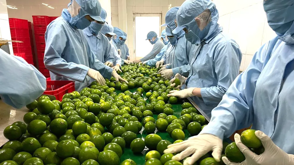 Quy trình kiểm tra, đóng gói trái cây xuất khẩu tại HTX trái cây sinh học OCOP, tỉnh Hậu Giang