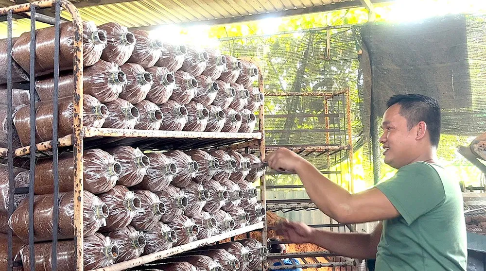 Anh Bùi Minh Thắng (32 tuổi, ấp 5, xã Hòa Phú, Củ Chi) chăm chút sản phẩm ở Trang trại Nấm 10 Sài Gòn