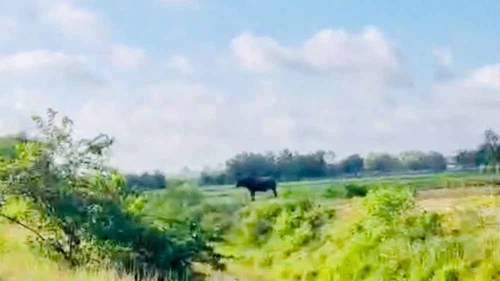 Con trâu húc chết ông M. trước khi bị bắn hạ Con trâu húc chết ông M. trước khi bị bắn hạ