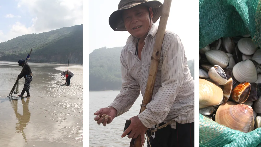 Nghêu ở vùng biển Cửa Sót có nhiều loại Nghêu ở vùng biển Cửa Sót có nhiều loại