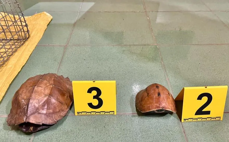 2 cá thể rùa thuộc diện nguy cấp, quý hiếm 2 cá thể rùa thuộc diện nguy cấp, quý hiếm