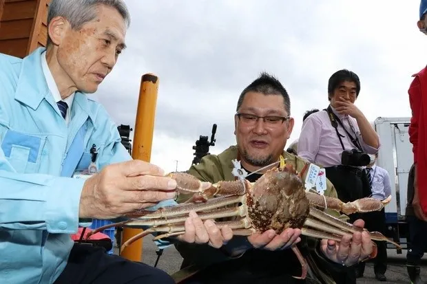 Con cua tuyết nặng 1,2kg được bán với giá 10 triệu yen. Nguồn: Mainichi Con cua tuyết nặng 1,2kg được bán với giá 10 triệu yen. Nguồn: Mainichi