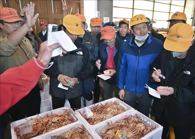Cua tuyết được bán đấu giá tại cảng cá Tottori, tỉnh Tottori, miền Tây Nhật Bản ngày 7-11-2023. Ảnh:TTXVN Cua tuyết được bán đấu giá tại cảng cá Tottori, tỉnh Tottori, miền Tây Nhật Bản ngày 7-11-2023. Ảnh:TTXVN