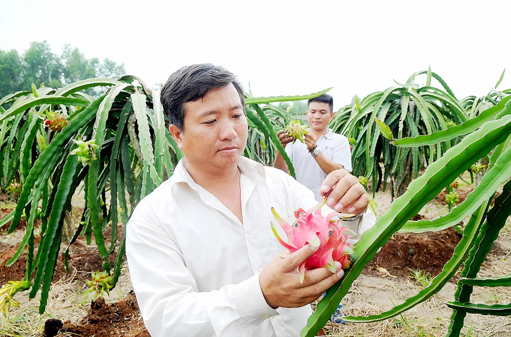 Đẩy mạnh xuất khẩu chính ngạch nông sản vào thị trường khó tính ảnh 1 Đẩy mạnh xuất khẩu chính ngạch nông sản vào thị trường khó tính ảnh 1