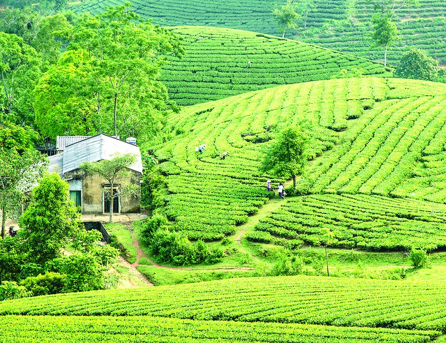 Say đắm nông trường chè ảnh 2