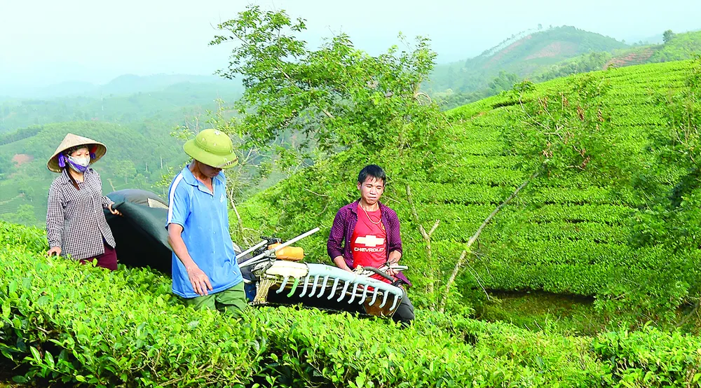 Say đắm nông trường chè ảnh 4