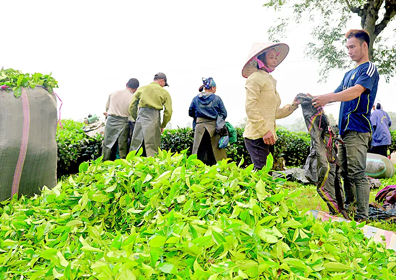 Say đắm nông trường chè ảnh 5