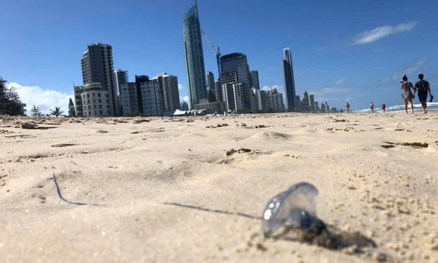 Sứa bluebottle trên bãi biển Surfers Paradise ở bang Queensland, Úc. Ảnh: SBS