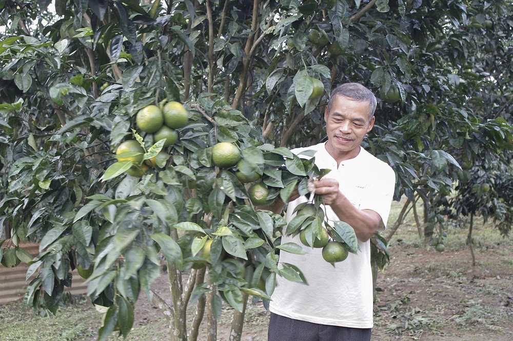 Vườn cam Vinh của ông Thắng thành công trên vùng đất Quảng Nam