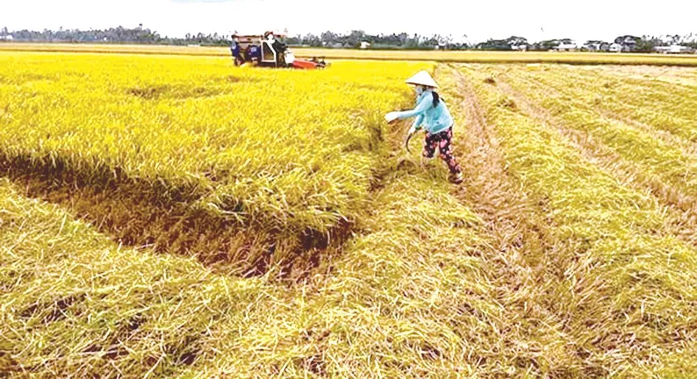 Mùa chạy lúa