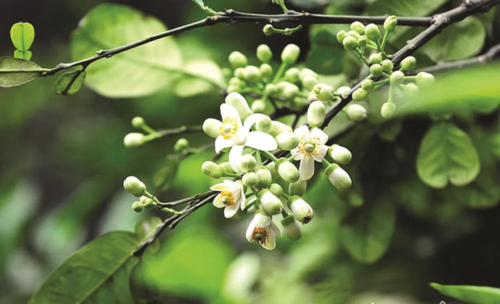 Thời hương bưởi